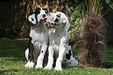 DOGUE ALLEMAND 223